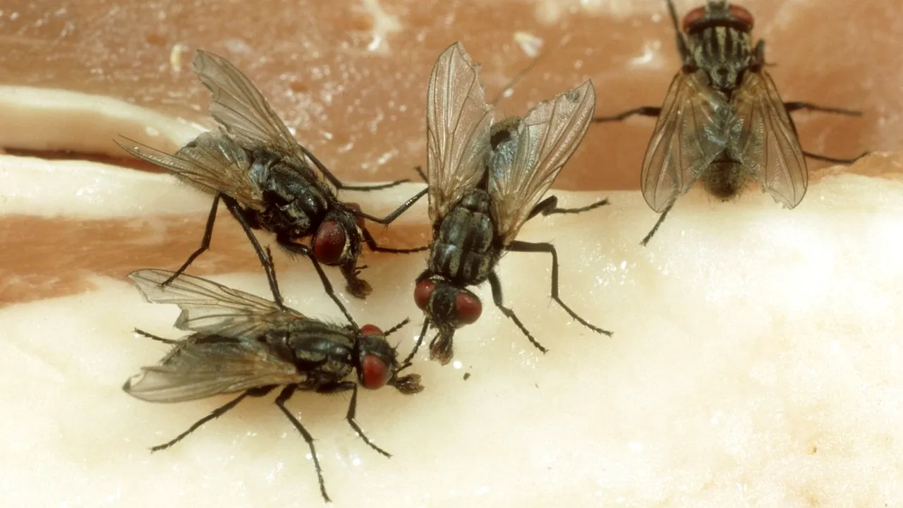 Untul de muscă ar putea ajunge în curând pe rafturile magazinelor. Ce au descoperit cercetătorii despre acest posibil ALIMENT