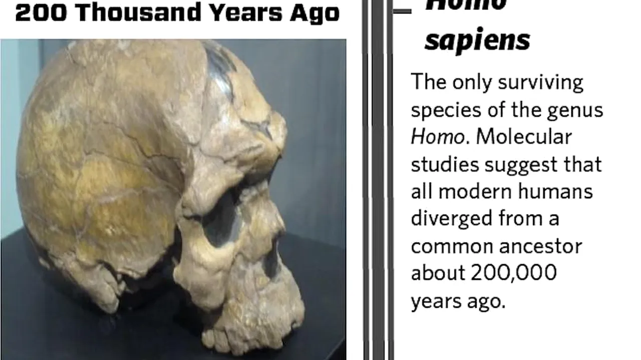 Descoperirea care ar putea schimba tot ce știam despre evoluția umană. Cum arătau primii oameni