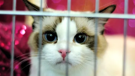 Dovada că și pisicile pot fi cei mai buni prieteni ai omului. Toldo merge zilnic la mormântul stăpânului său