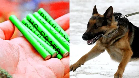 Petardele, un adevărat pericol pentru animale: Un bărbat din Capitală a fost dus la spital după ce câinele său, speriat de petarde, l-a mușcat