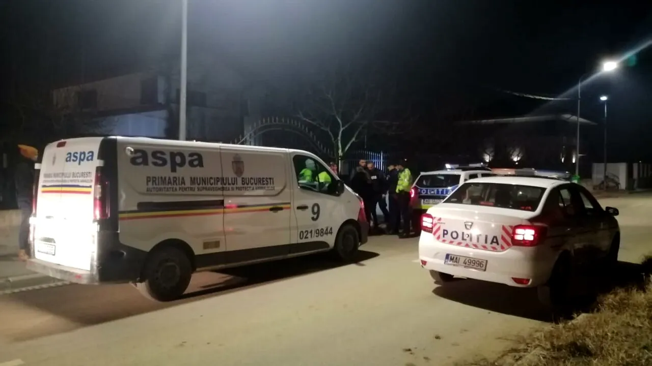 Femeie ATACATĂ de câini de luptă pe digul de pe Lacul Morii. Suma ridicolă cu care a fost amendat proprietarul câinilor periculoși