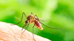 Cele mai eficiente plante împotriva țânțarilor: 7 soluții naturale pentru curte și balcon