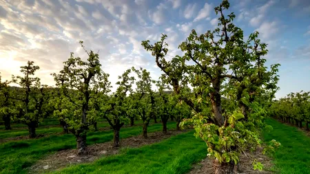 Temperatura la care trebuie stropiți pomii fructiferi împotriva dăunătorilor