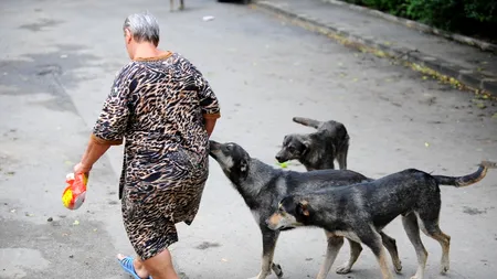 Orădenii care au câini vor fi obligați să îi sterilizeze și să le pună microcipuri