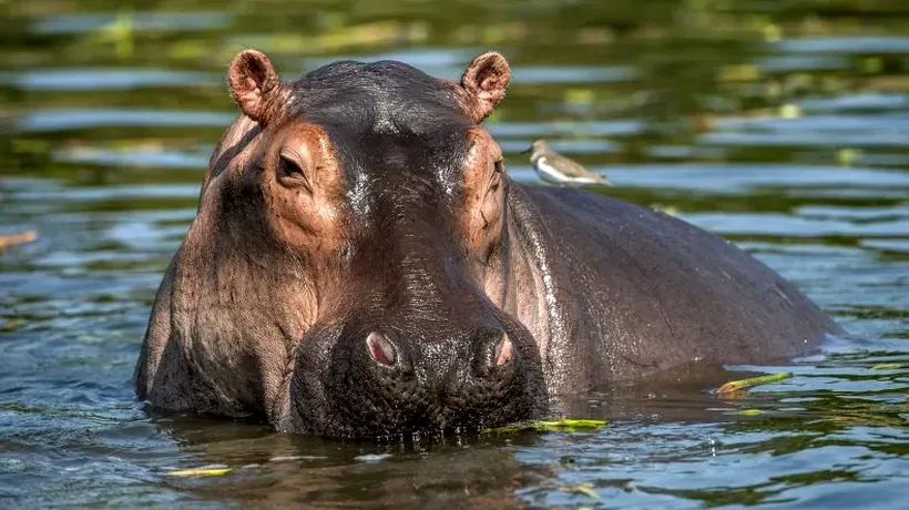 Un hipopotam a înghițit un băiețel de 2 ani, apoi s-a speriat și l-a regurgitat imediat înapoi. Copilul este în afara oricărui pericol