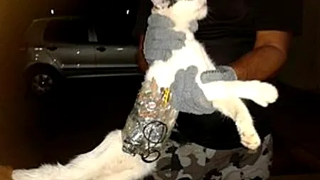 VIDEO. Descoperire incredibilă într-o închisoare din Brazilia. 