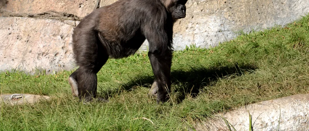 Două gorile de la o grădină zoologică din California au fost depistate cu COVID-19