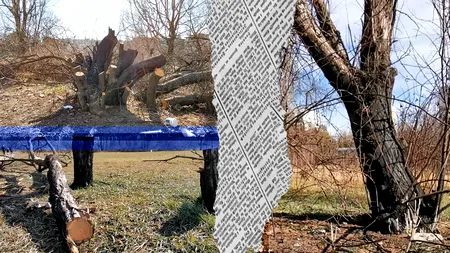 EXCLUSIV VIDEO | Cum au dispărut zeci de copaci din zona retrocedată a Parcului IOR. Doi ani de defrișări ilegale, pârjoliri și otrăviri de arbori. ”Înainte era verde, frumos, acum este totul uscat”