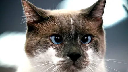 Pisicile care cer prea mult de mâncare ar putea avea probleme psihice. STUDIU