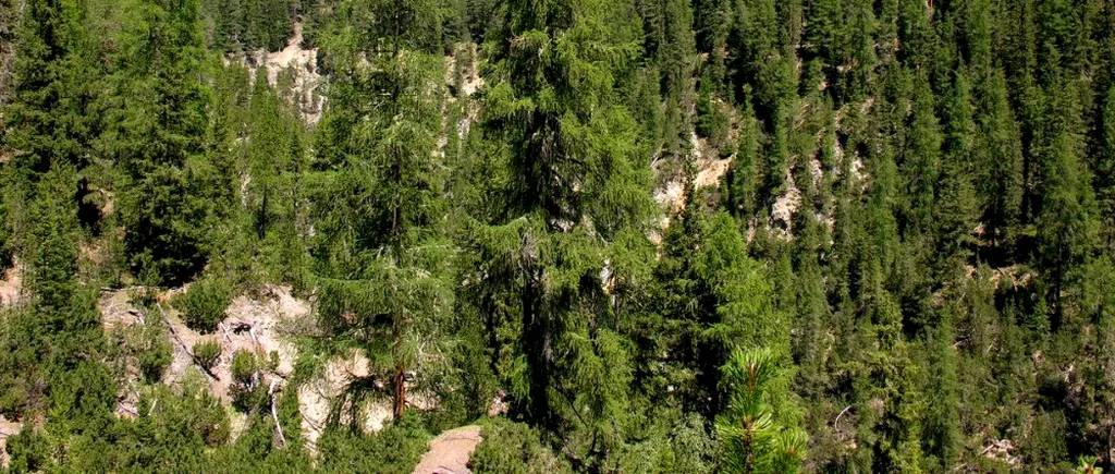 Grupul Schweighofer vinde pădurile deținute în România. Olandezii de la GreenGold Group cumpără peste 14.000 de hectare