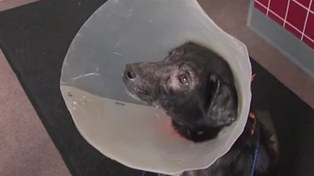 Alergia bizară de care suferă acest câine: 