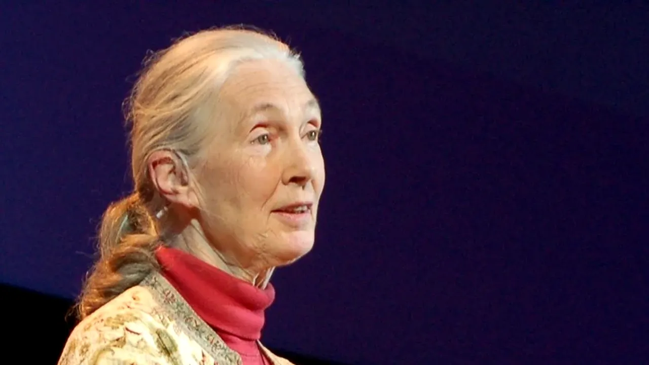 „Ambasadoarea cimpanzeilor” s-a stins din viață la 91 de ani. Cercetătoarea Jane Goodall a făcut descoperiri revoluționare despre maimuțele antropoide