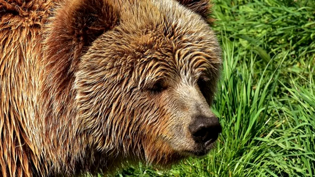 Pierdere de proporții în lumea animalelor. Un urs brun dintr-o subspecie rară a murit în urma unei încercări eșuate de capturare