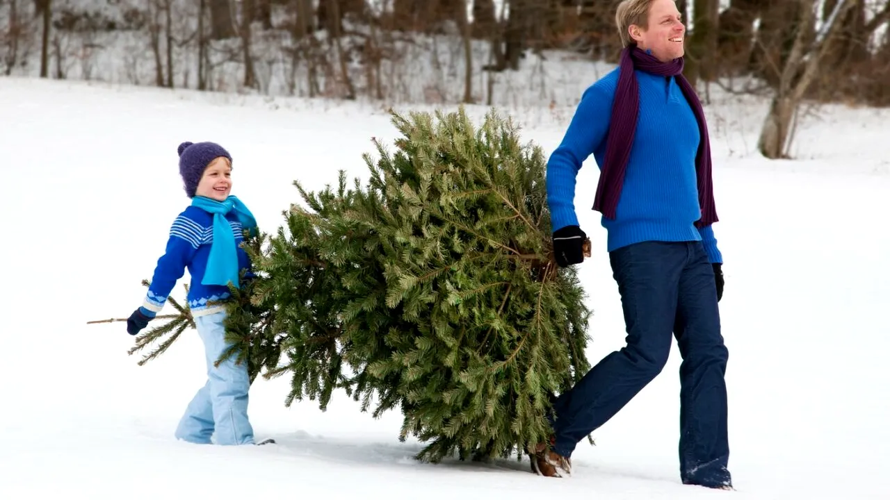 Brazii de CRĂCIUN sunt deja în magazine: Prețuri și opțiuni, de la cei naturali la cei artificiali