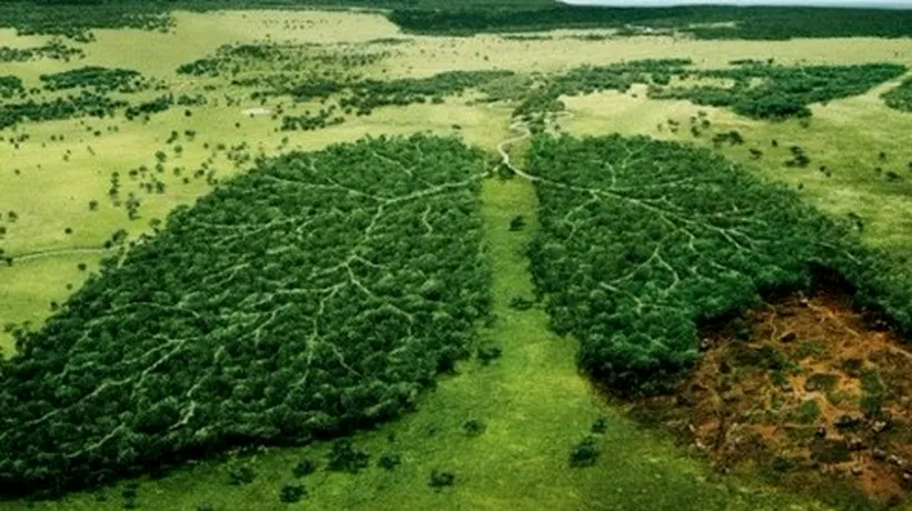 DEFRIȘĂRI. Mai mult de jumătate din pădurile lumii sunt deținute de cinci țări de pe trei continente