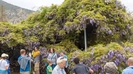 Colț de RAI! Mănăstirea din România unde o floare creează un peisaj UNIC. Planta are și proprietăți miraculoase