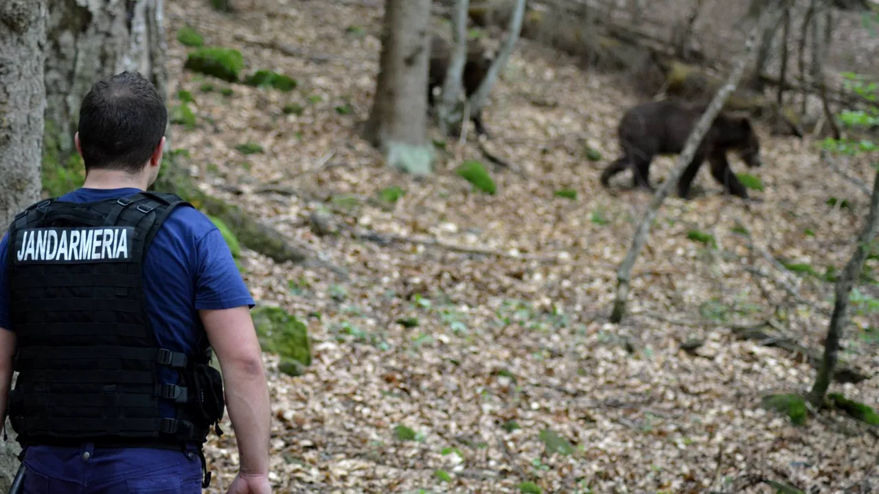 15 mii de oameni au semnat o petiție și cer Avocatului Poporului să-i apere de urșii din Harghita