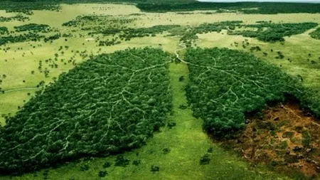 DEFRIȘĂRI. Mai mult de jumătate din pădurile lumii sunt deținute de cinci țări de pe trei continente