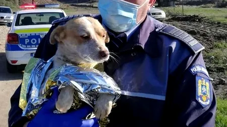 Marcel Vela reacționează în cazul cățelului incendiat: „Nu voi tolera sub nicio formă abuzurile și violențele îndreptate asupra necuvântătoarelor”/ Dosar penal pentru agresori