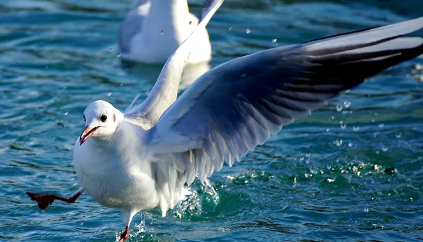 Tinerii din Marea Britanie, terorizați de pescărușii psihopați care le FURĂ drogurile: „Unul ne-a smuls joint-ul și a fugit”