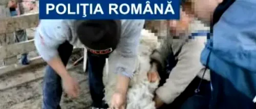 Șapte hoți din Dâmbovița au furat 140 de oi și capre