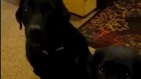 Cum și-a convins un câine stăpâna că nu el a furat mâncarea. Imagini hilare 