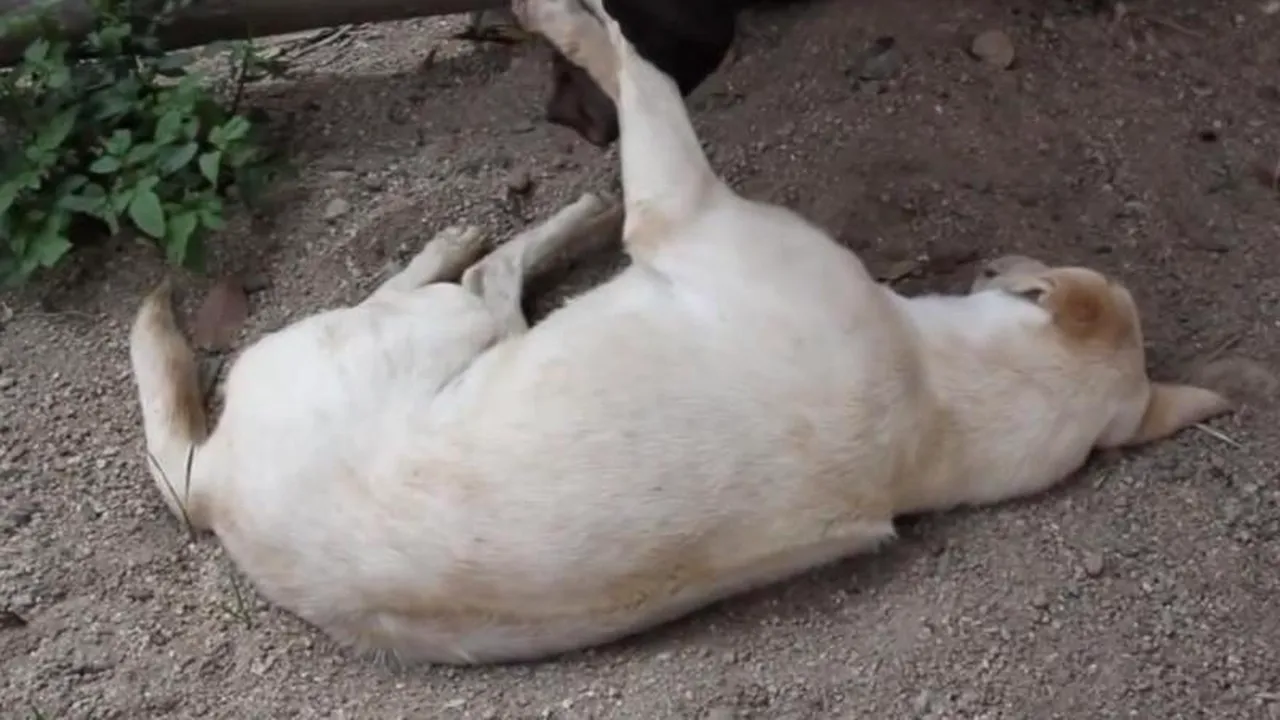 VIDEO. Cum încearcă un pui de elefant să trezească un câine