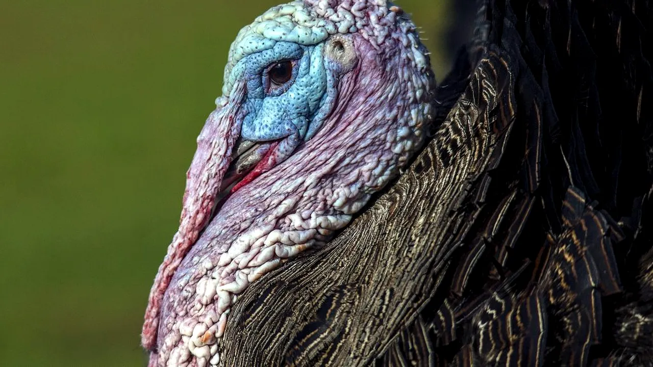 Câtă carne de curcan din fermele cu GRIPĂ AVIARĂ se află ACUM în frigiderele românilor