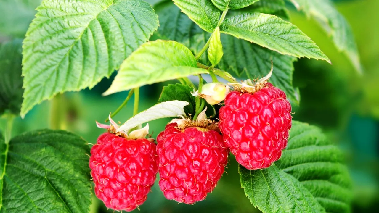 (P) Afin, zmeur sau coacăz? Cum alegi arbuștii fructiferi potriviți pentru clima din România