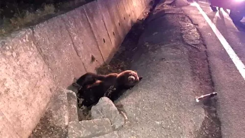 Încă un urs a fost lovit de o mașină, în județul Mureș