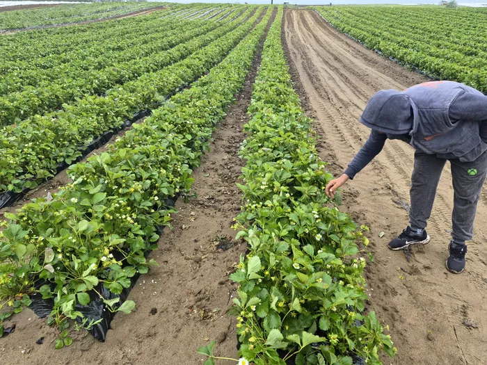 Frigul întârzie pepenii și căpșunile. Schimbările climatice afectează fructele de la câmp