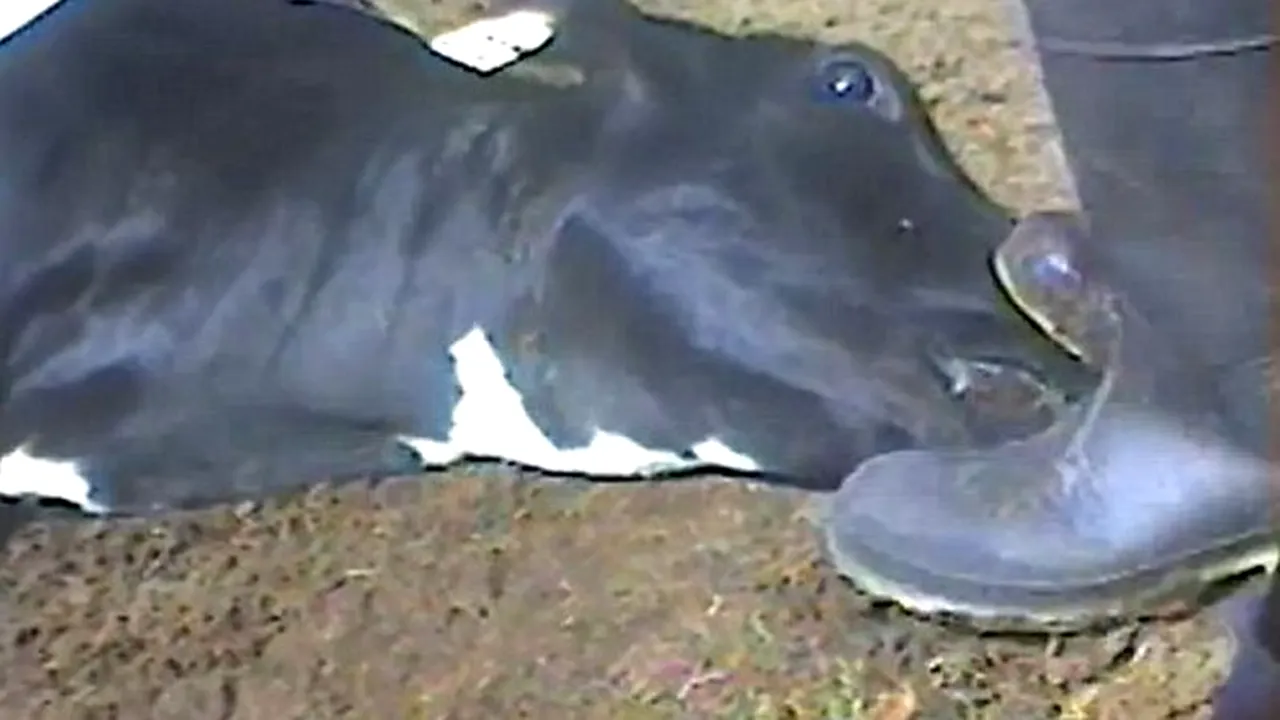 VIDEO: Cruzime fără margini la un abator din SUA. Cum sunt tratate animalele a căror carne ajunge în fast-food-urile americane. IMAGINI ȘOCANTE