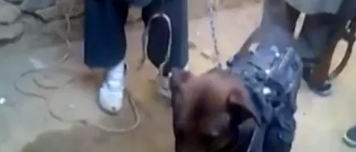 Un câine militar britanic a fost luat ostatic de către talibani. VIDEO
