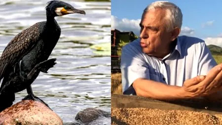 LEGE PROMULGATĂ. Petre Daea este bucuros. Vânarea cormoranilor va fi permisă