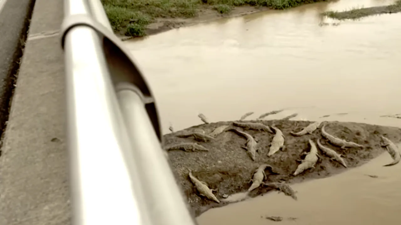 Cea mai ciudată atracție turistică din Costa Rica. Un pod de... crocodili - VIDEO