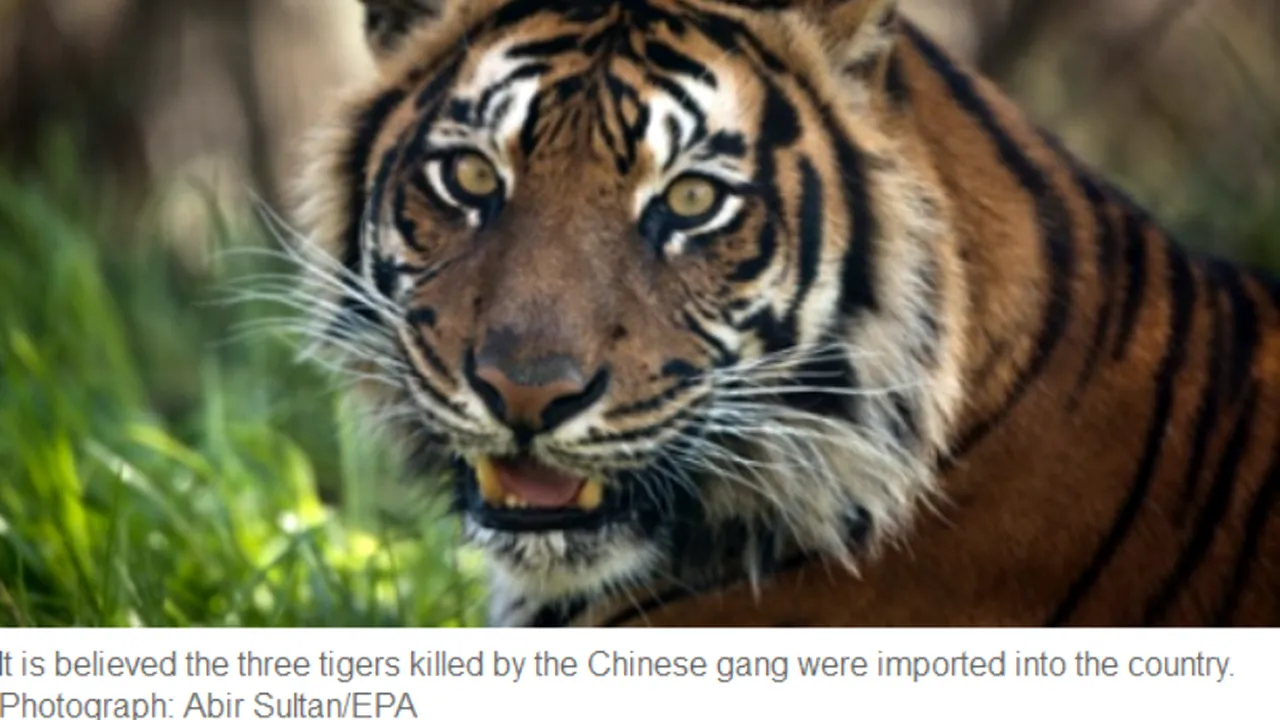 Motivul pentru care un chinez a fost condamnat la 13 ani de închisoare