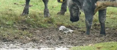 Imaginea anului: un pui de focă, salvat datorită ''intervenției'' unor vaci