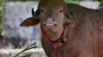 Bivolul din Bangladesh care a devenit faimos pentru că seamănă cu Trump a fost salvat de la ritualul sacrificării