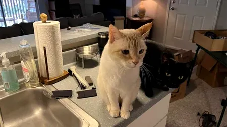 Iluzie optică virală | În această imagine nu sunt doar două pisici. Găsiți-o pe cea de-a treia!