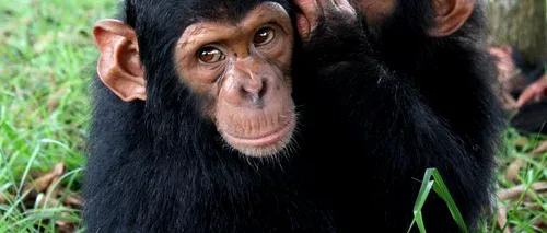 Mai mulți cimpanzei, filmați în timp ce furau hrană de la o fermă
