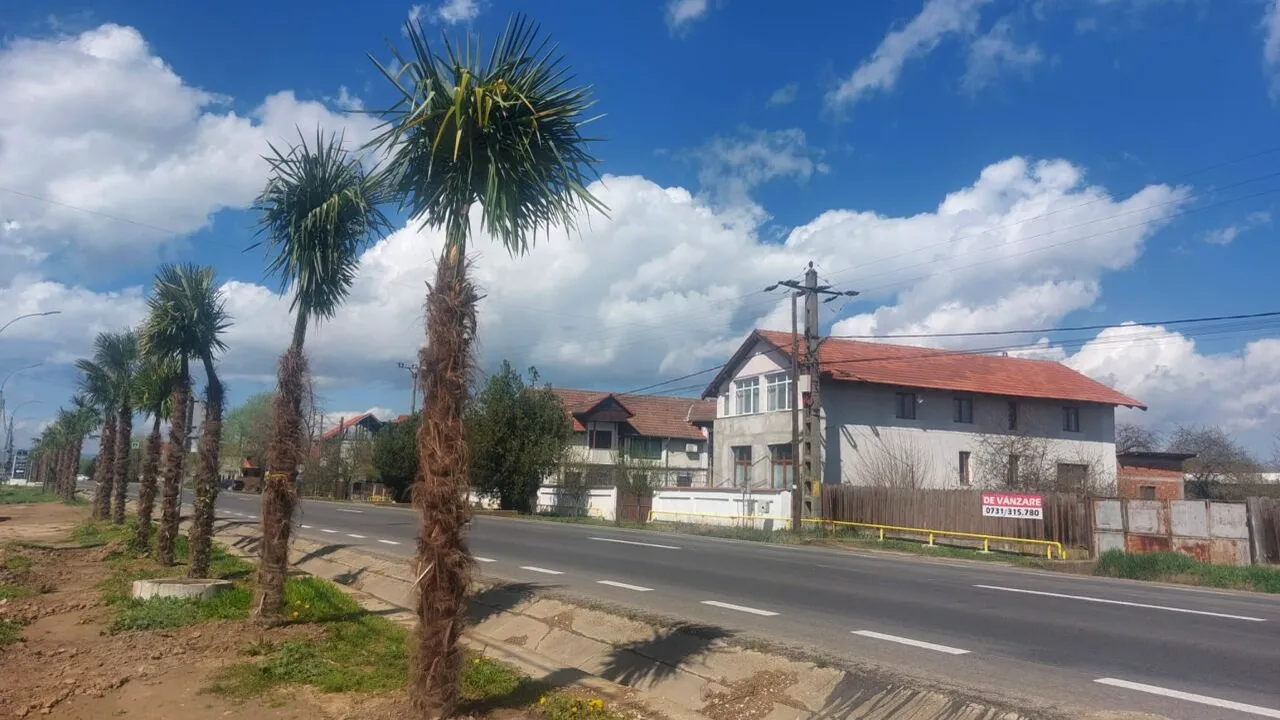 Transformare exotică într-un orășel din România. PALMIERI plantați pe străzi ca-n Tenerife