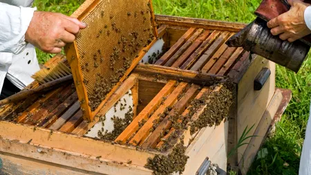 PRODUCȚIA DE MIERE a crescut semnificativ. Comisarul Wojciechowski alocă încă 60 de milioane de euro apicultorilor UE