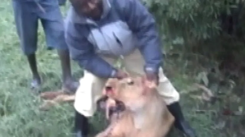 Mai mulți localnici din Kenya au ucis șase lei cu sulițele