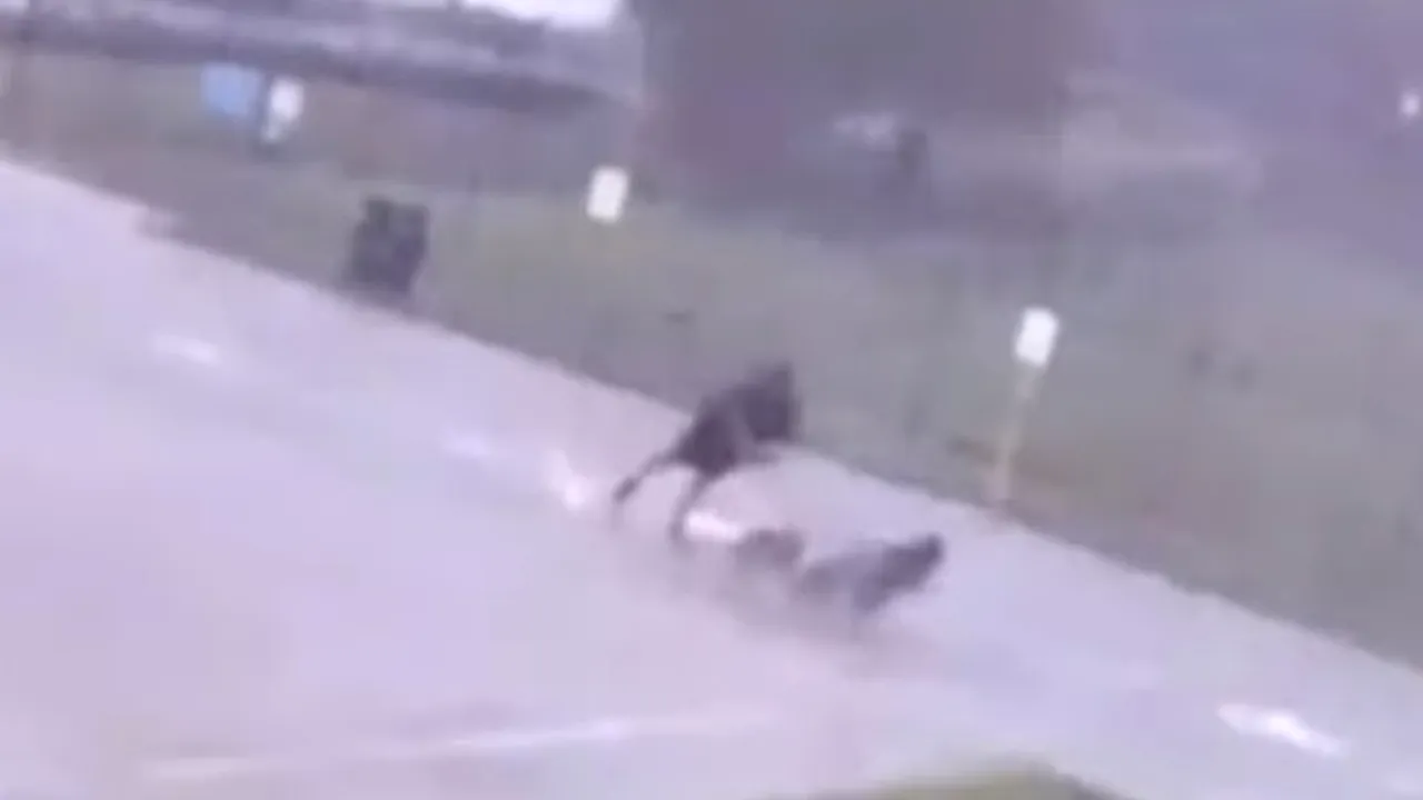 VIDEO | A supraviețuit ca prin minune: Își plimba liniștit câinii când a fost lovit de fulger / Martorii: Avea tricoul ars. Credeam că nu va supraviețui
