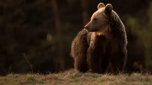 Dramatic! O ursoaică umblă agresivă prin Bușteni, după ce puii i-au fost uciși de tren. Femela de urs își caută disperată puii