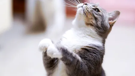 Motivul pentru care orice pisică vine la tine, când o strigi „pis-pis-pis