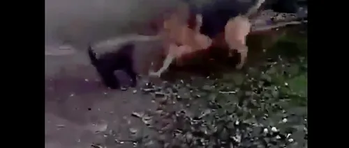 #cugandullaanimale. VIDEO Cruzime dusă la extrem. Un adolescent și-a filmat câinele în timp ce ucide o pisică