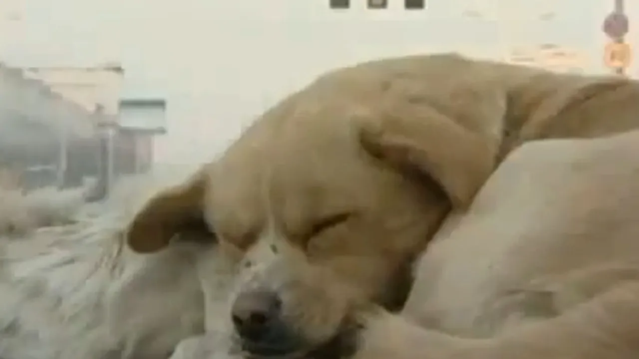 VIDEO. Moment emoționant pe o stradă din China: câinele care nu voia să-și părăsească prietenul 