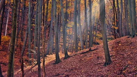 Garda Forestieră Suceava a făcut verificări în pădurea unde au fost bătuți un activist de mediu și doi jurnaliști: „Nu au fost identificate tăieri ilegale”