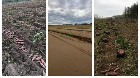 VIDEO | Crește suprafața de terenuri aride în Dolj. Zona Dăbuleni-Călărași, Sahara Olteniei